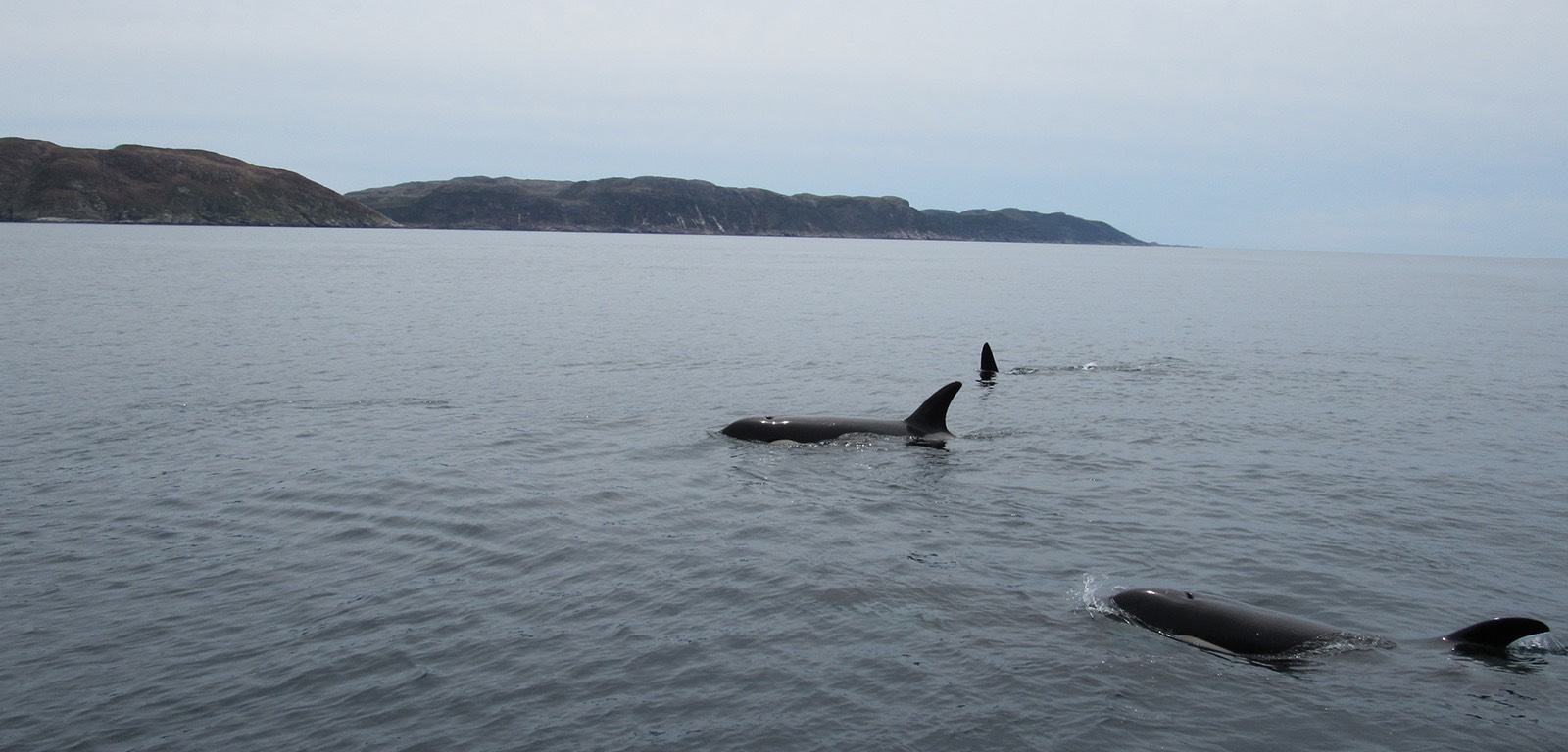Whale and finback whale watching tour