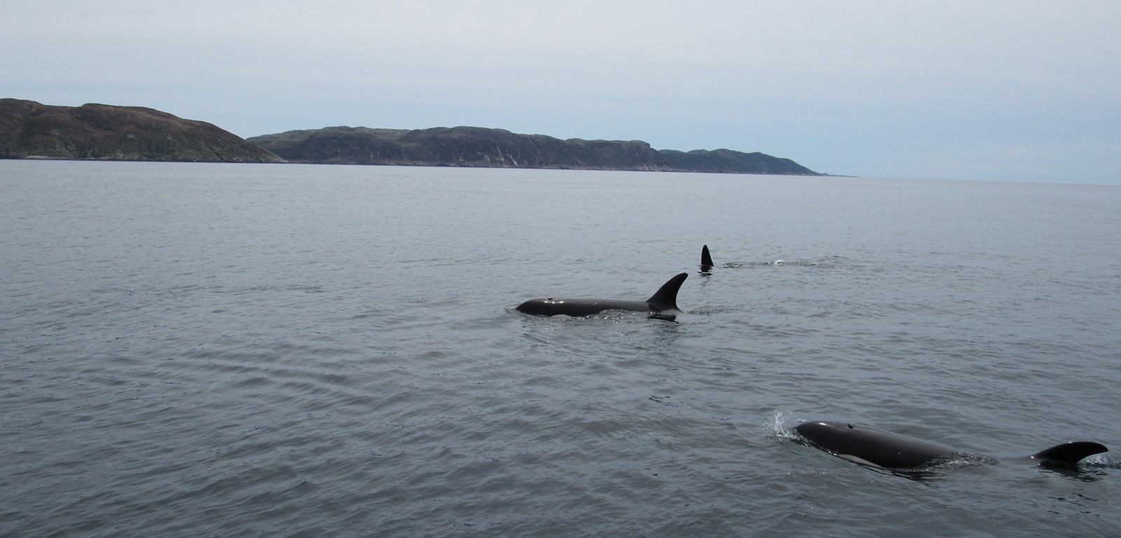 A la rencontre des orques pendant nos tours en mers